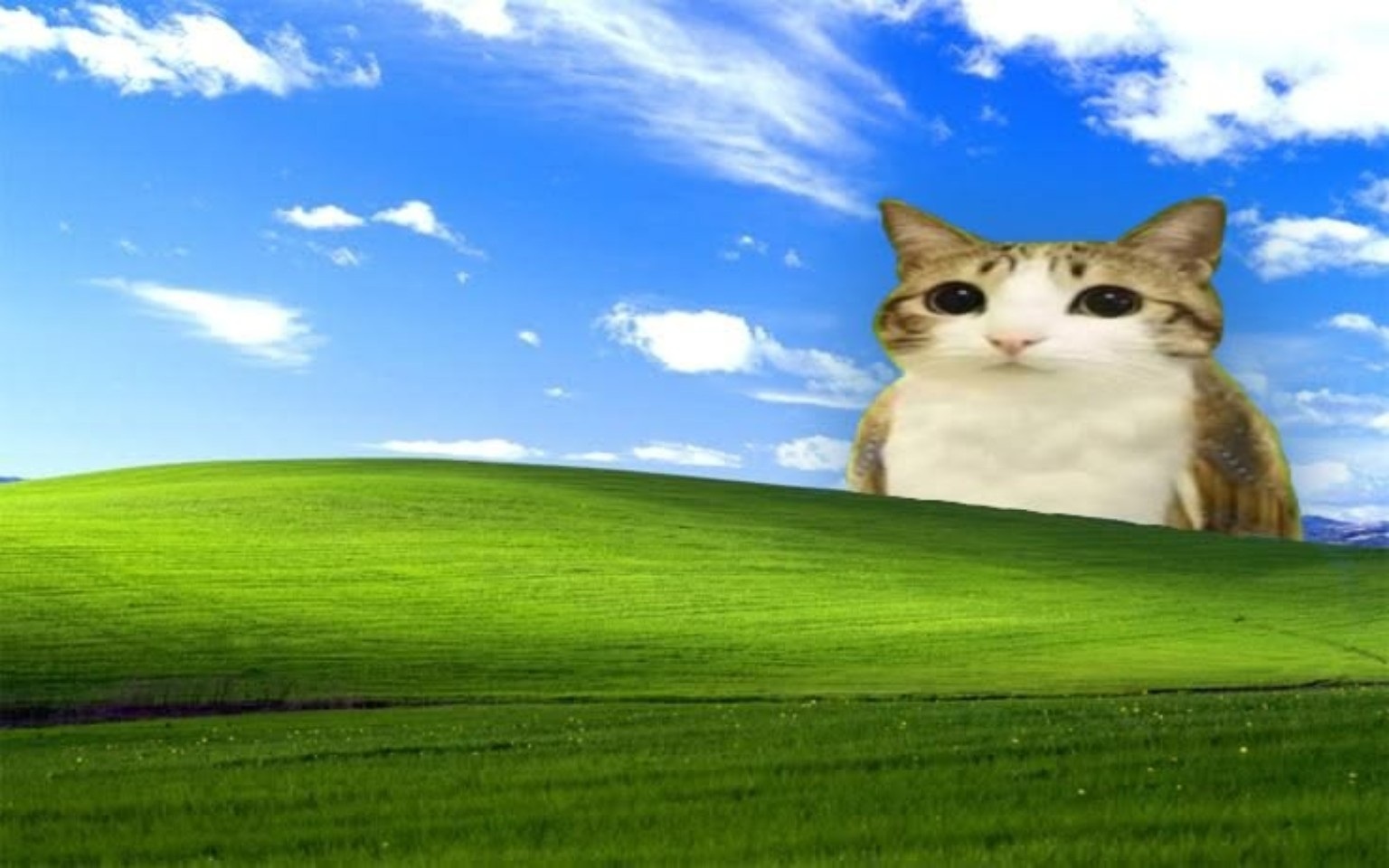 Cat on the classic Windows XP Bliss wallpaper